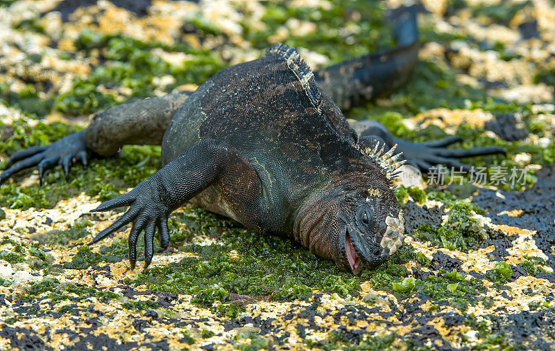 加拉帕戈斯海鬣蜥，Amblyrhynchus cristatus mertensi;埃加斯港，詹姆斯岛，圣地亚哥岛，圣地亚哥岛，加拉帕戈斯群岛国家公园，厄瓜多尔。以海藻为食。